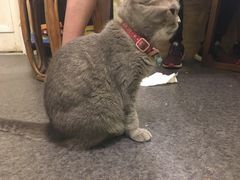 -猫色咖啡·猫咖