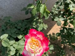 -石家庄市植物园