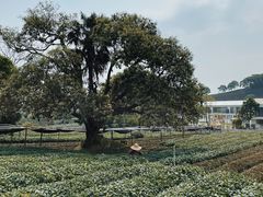 -龙坞茶村