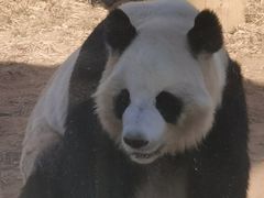 -秦皇岛野生动物园