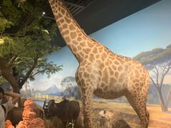 -陕西自然博物馆