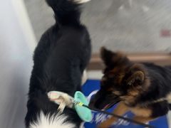 -宠颐生猫科·内科皮肤科(西平世纪城店)