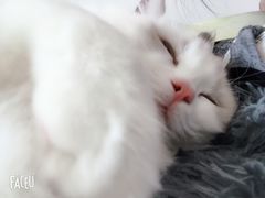 -Bastet sally猫舍购宠(静安店)