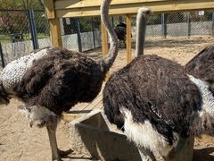 -长白岛森林公园