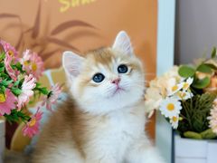 -小猫来了·猫舍(红山六九七九店)