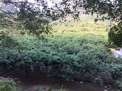 -大屏嶂森林公园