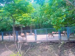 -合肥野生动物园