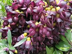 -广东茂名森林公园