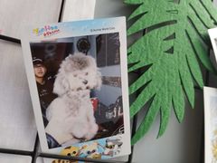-超宠爱宠物摄影-Super pet