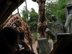 -清迈夜间动物园