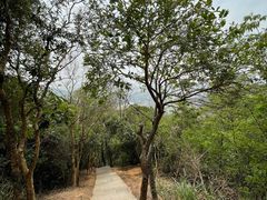 -梧桐山风景名胜区