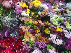 -宝鸡东道花鸟鱼虫市场(吉利花园商场店)
