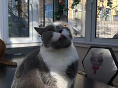 -猫小院猫主题咖啡厅(北锣店)