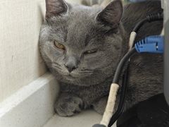 -安安宠医宠物医院·异宠·犬猫内科(岳阳分院)