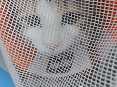 -守诺宠物医院·眼科· 神经外科·爬宠专科(虹口店)