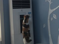 -喵的天空名猫咖啡馆·撸猫·猫舍·用品