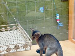 -帕帕拉兹宠物(亚洲旗舰店)