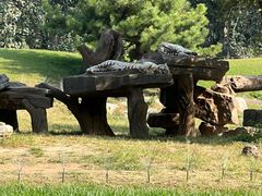 -北京野生动物园