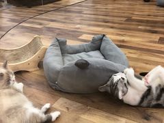 -袖虎·猫馆(体育西路店)