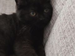 -瑞派福兴宠物医院犬猫全科·骨科·中西医结合(河东店)