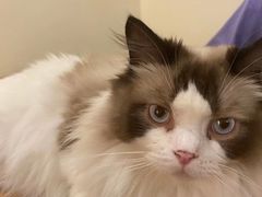 -滚猫咖啡·猫咖·猫友好撸猫(未来城店)