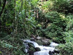 -莫里热带雨林景区