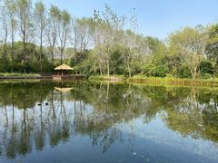 -溱湖国家湿地公园