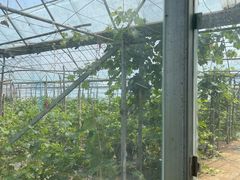 -庞各庄翠芳园西瓜蔬菜基地采摘园