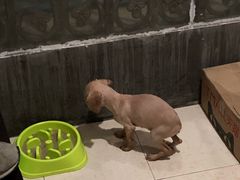 -艾贝尔宠物医院·24H转诊中心·肿瘤猫专科(江宁双龙店)
