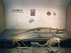 -自贡恐龙博物馆