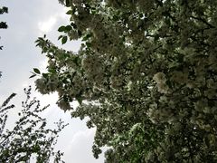 -海棠花溪(元大都城垣遗址公园)