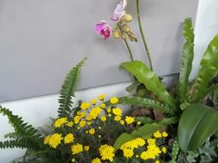 -杭州植物园