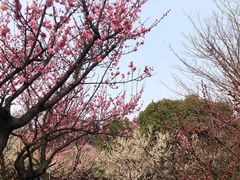 -南京古林公园