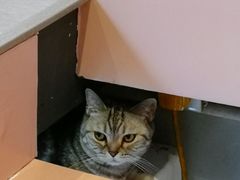 -猫儿山۰猫主题餐厅