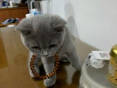 -东方名猫馆·英短金渐层布偶猫舍(环线广场1号楼店)