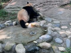 -都江堰中华大熊猫苑