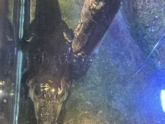 -迪拜水族馆及水下动物园