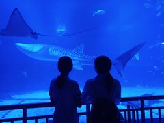 -烟台海昌鲸鲨海洋公园