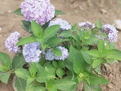 -羊亭河湿地公园