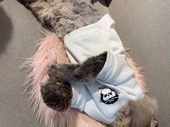 -喵屿·大理花园猫咖