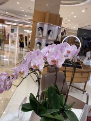 -爱德兰丝Aderans