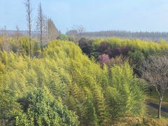 -黄海国家森林公园