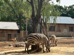 -石家庄市动物园