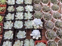 -荷兰花海
