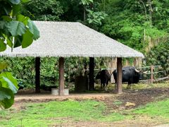 -清迈夜间动物园