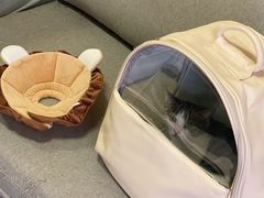 -宠爱国际动物医院· 猫科· 外科·中兽医(长白店)