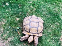 -灵玲国际马戏城