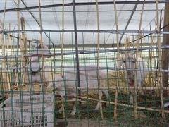 -庞各庄翠芳园西瓜蔬菜基地采摘园