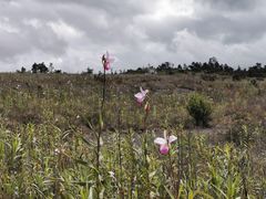 -夏威夷火山国家公园