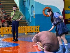 -海合安武汉极地海洋公园